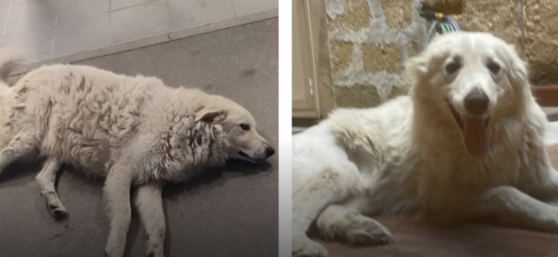 Uccisione dei cani Achille e Blanco 