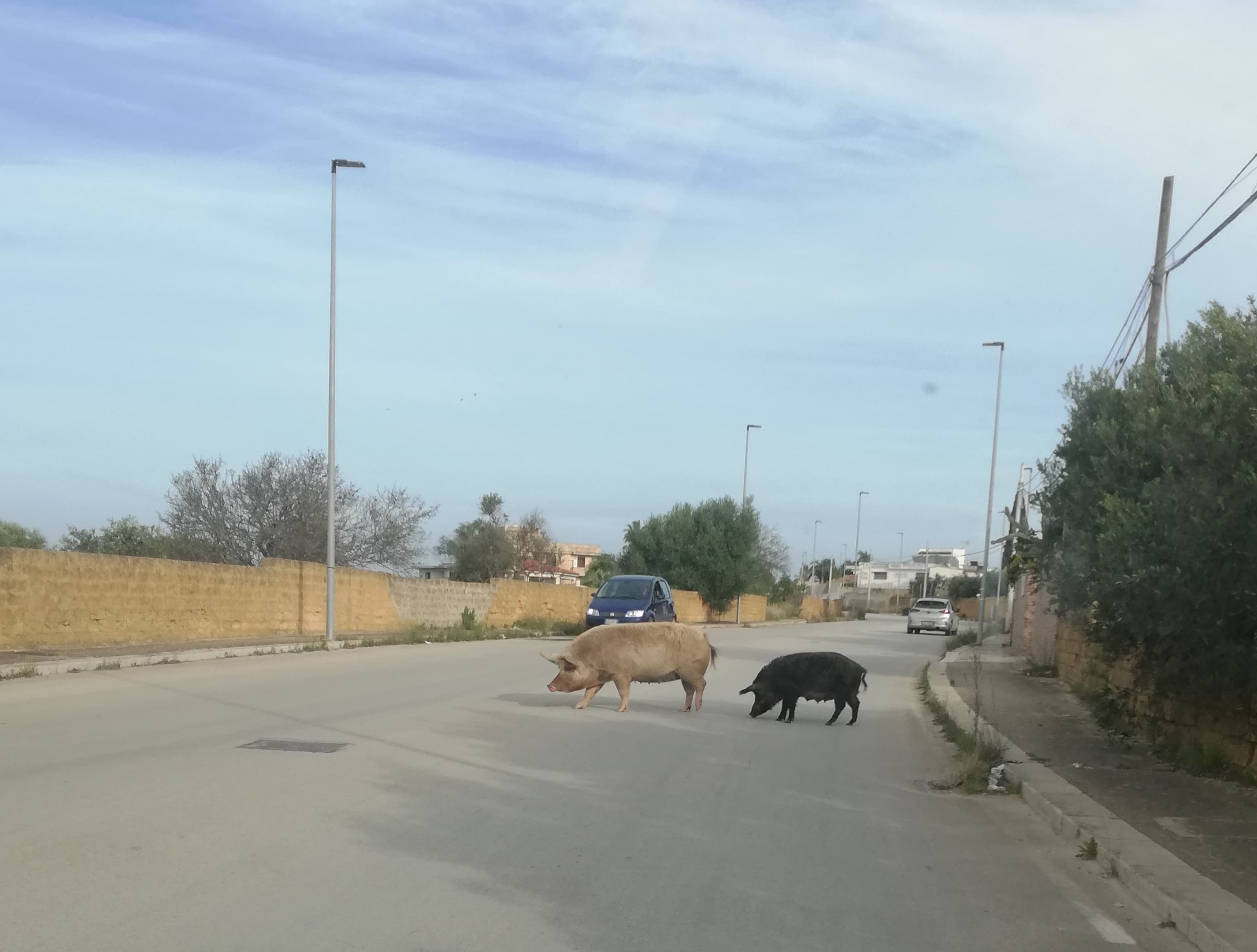 Catturati un maiale ed un cinghiale di grossa taglia che scorrazzavano liberi nei pressi di via Degli Archi