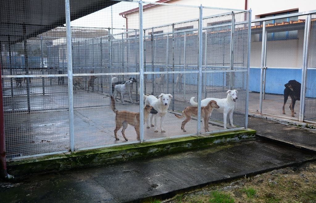 Canile Ricara di Caltanissetta, aggiudicato il servizio per 12 mesi