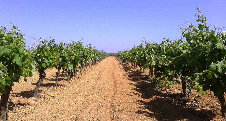 Crisi settore agricolo e Siccità. Interventi urgenti per salvaguardare il settore vitivinicolo